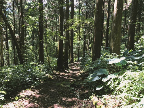 ｜隨著國際疫情的升溫，國內山林成了紓壓的好去處／歐雙磐 提供