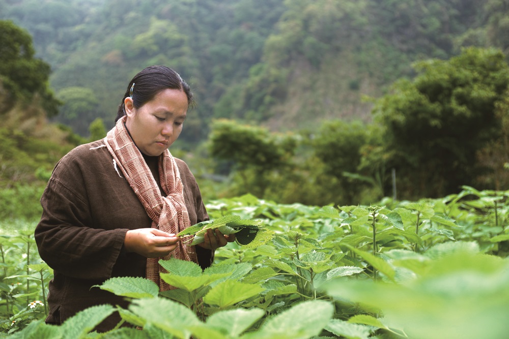 ｜尤瑪致力於復興苧麻織布技術／苗栗縣原住民工藝協會 提供