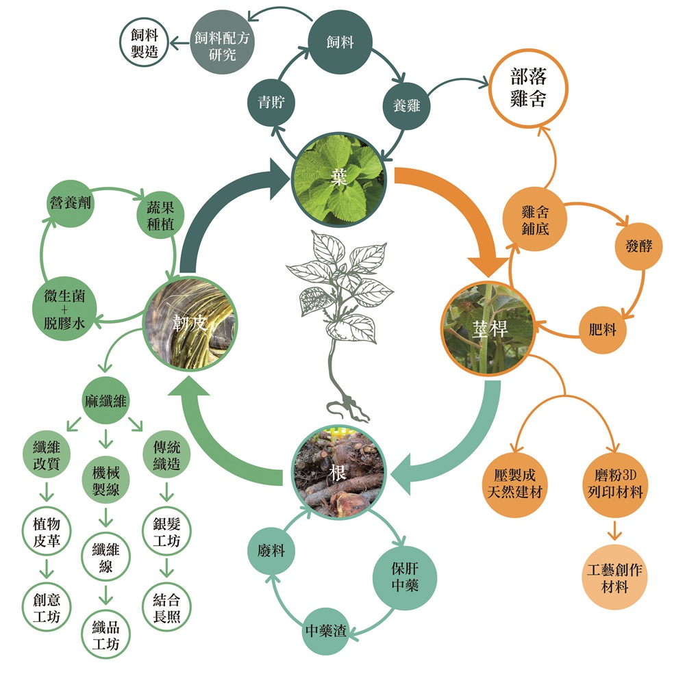 ｜苧麻全株應用循環圖／苗栗縣原住民工藝協會 提供