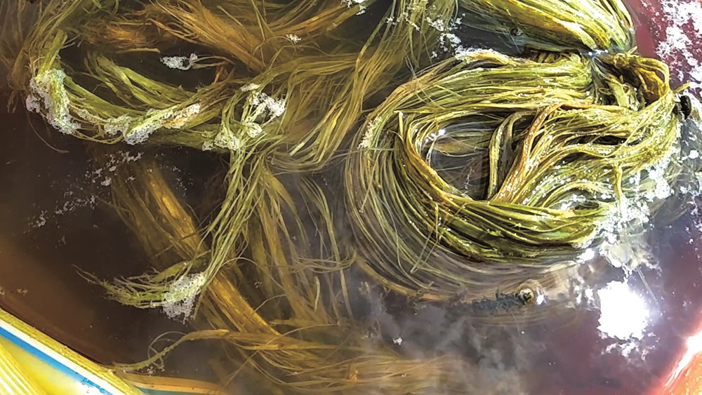 ｜整株苧麻只有2% 的韌皮纖維可以用來織布／苗栗縣原住民工藝協會 提供