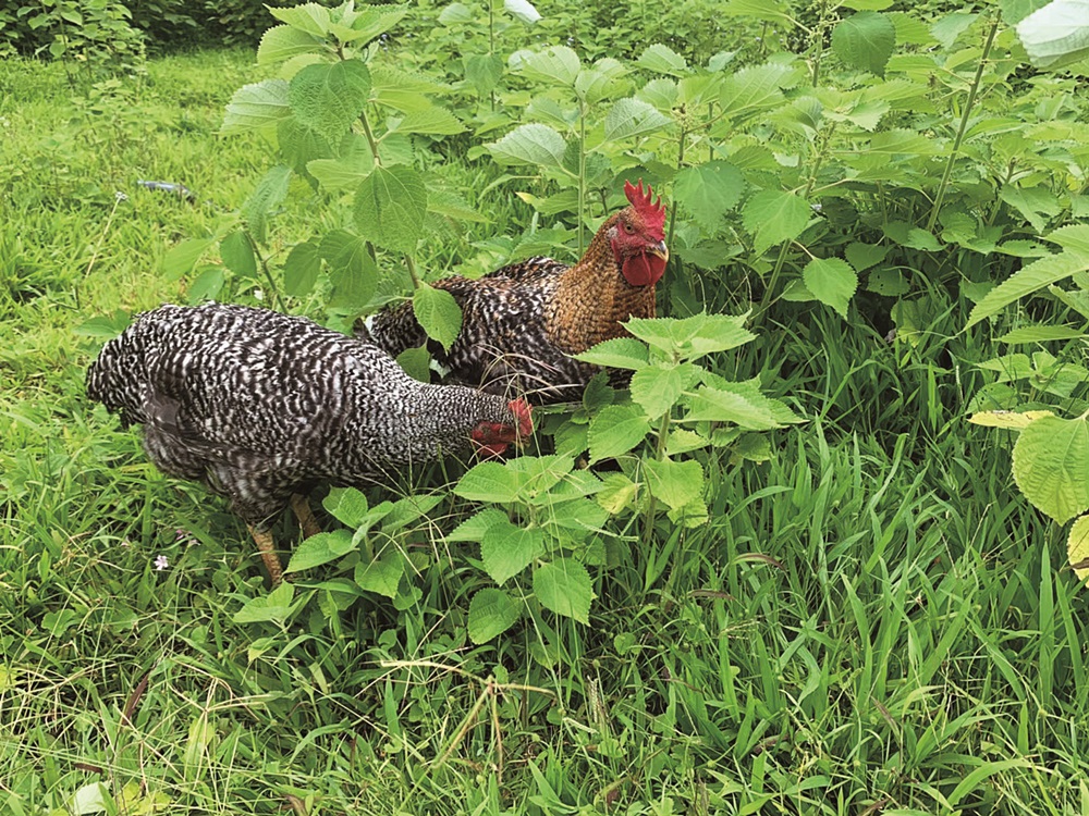 ｜以苧麻葉飼養的雞隻，是「生態—經濟循環」中的重要成員／苗栗縣原住民工藝協會 提供