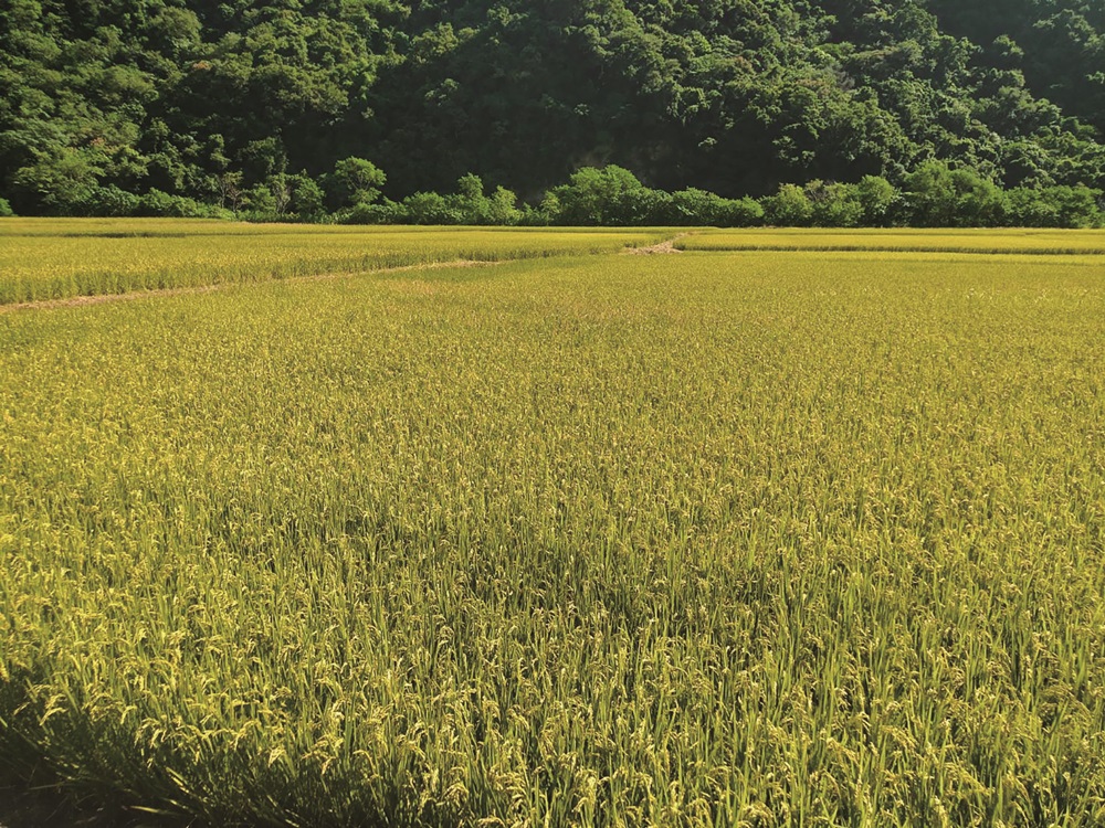 ｜南安有機田／玉管處 提供