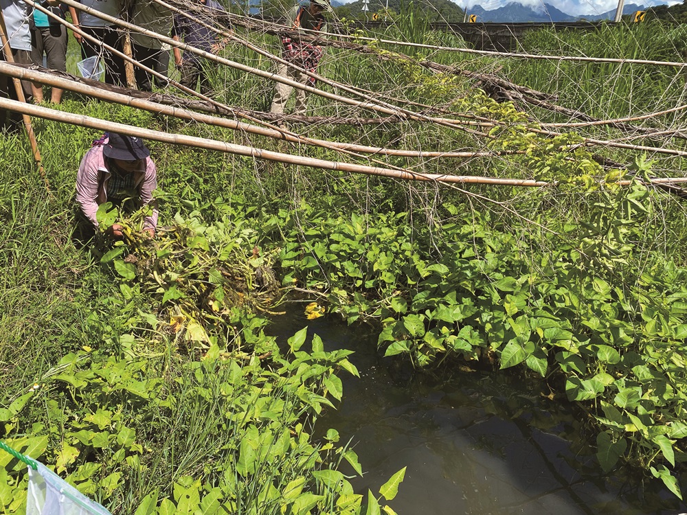 ｜營造生態池，讓菊池氏細鯽有適合生長的環境／玉管處 提供