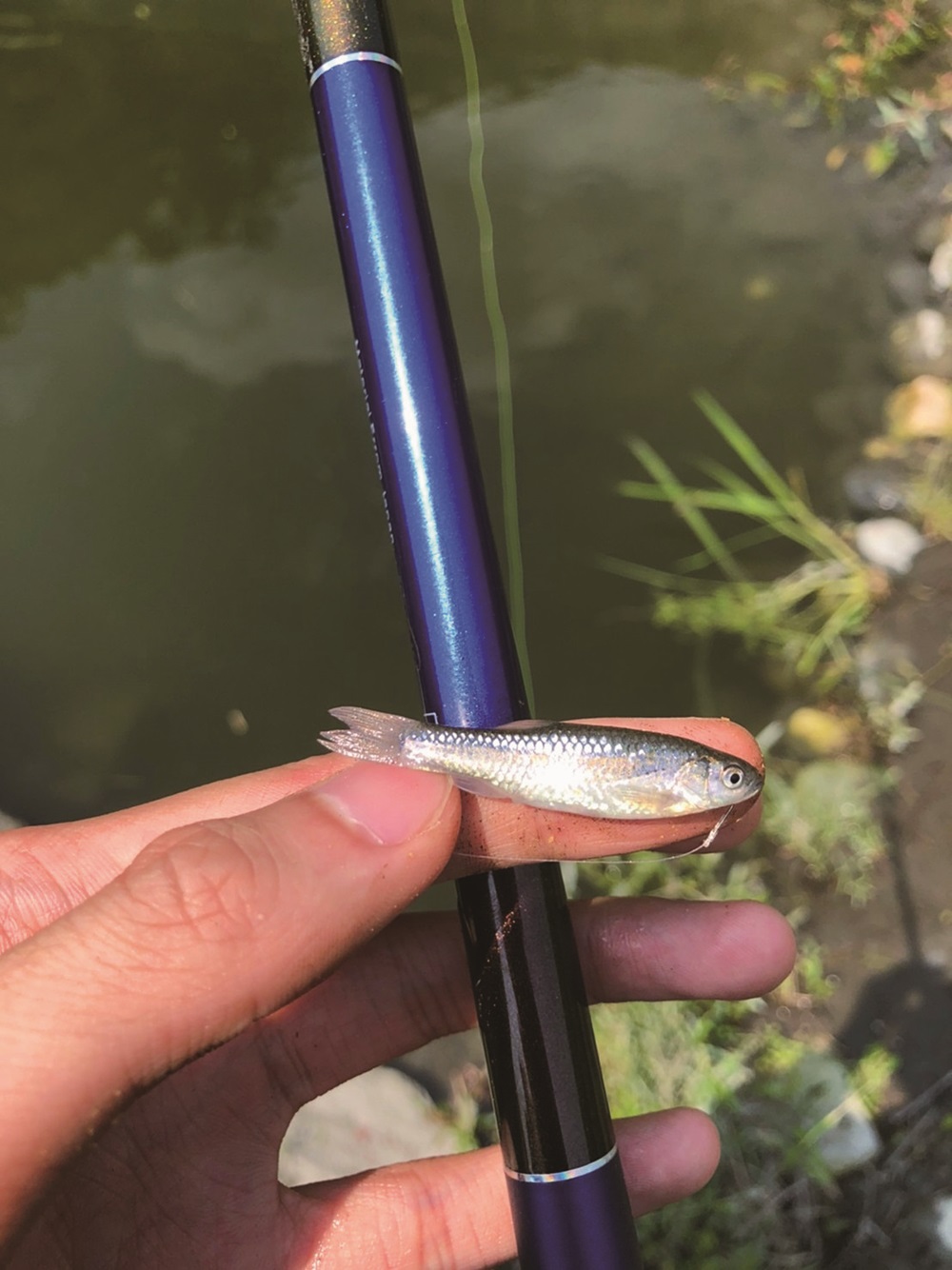 ｜菊池氏細鯽／玉管處 提供