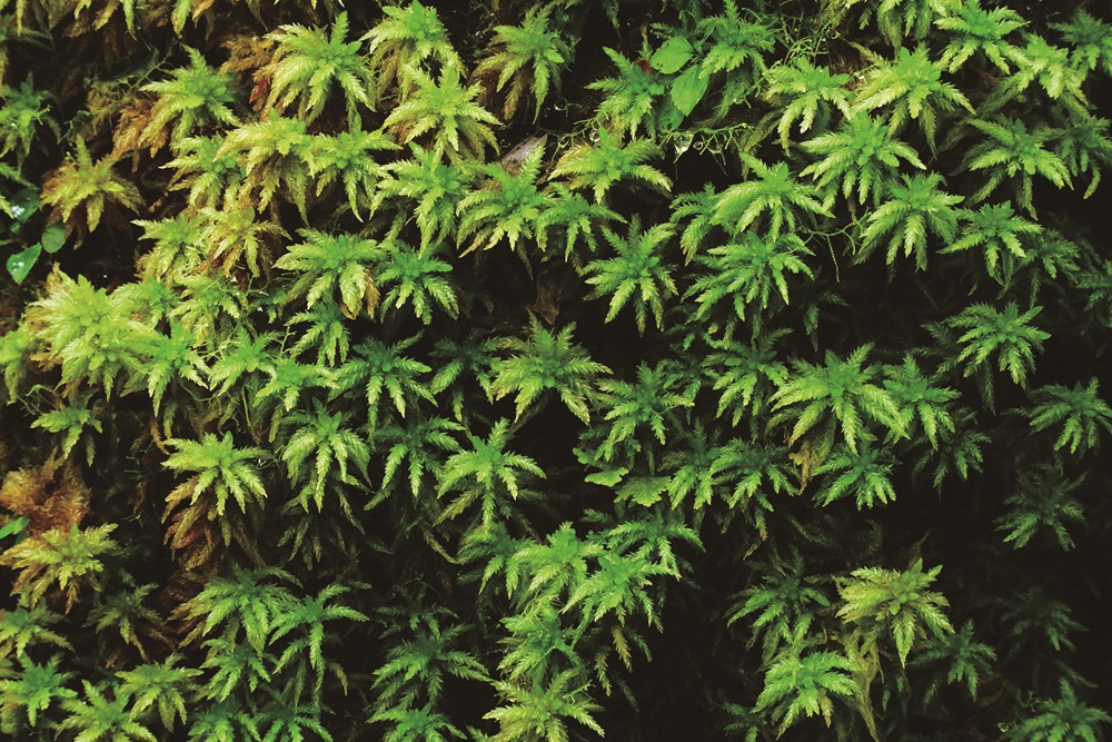 ｜鴛鴦湖旁的苔蘚／陳應欽 攝
