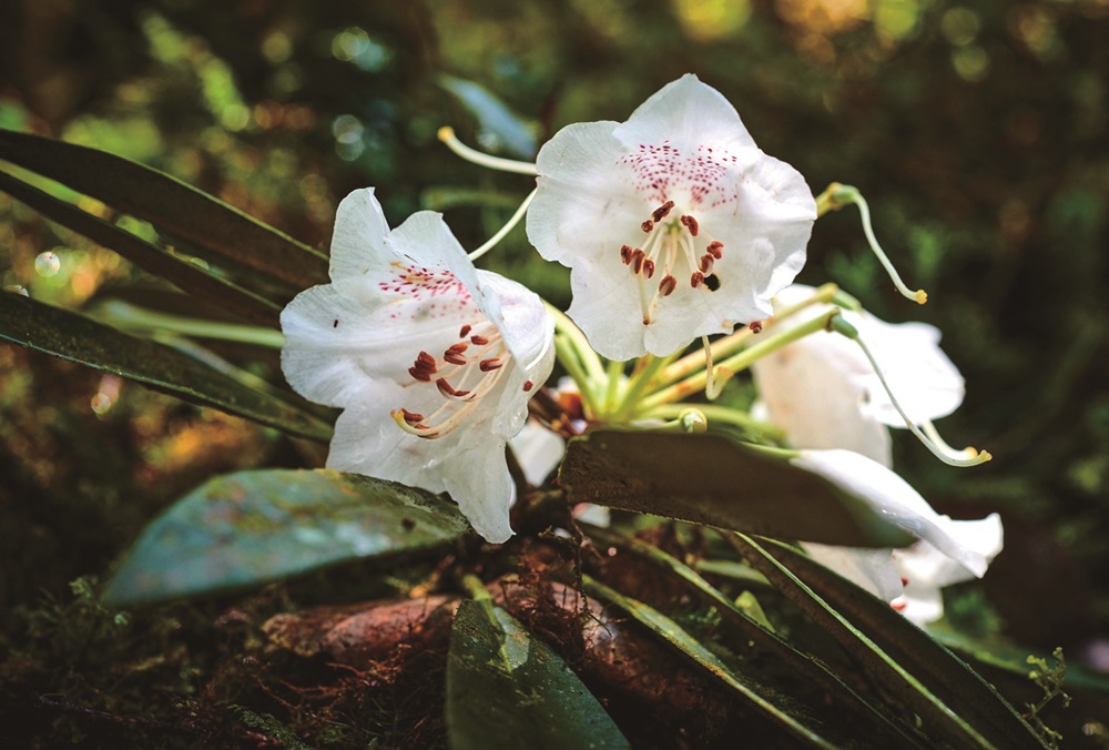 ｜用豔紅點綴雪白的臺灣杜鵑／張智銘