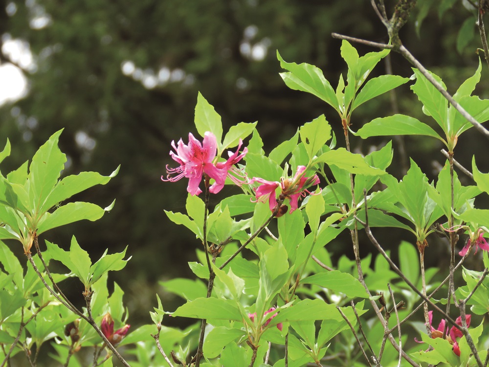 ｜花瓣狂野、張揚的棲蘭山杜鵑／陳子英 提供