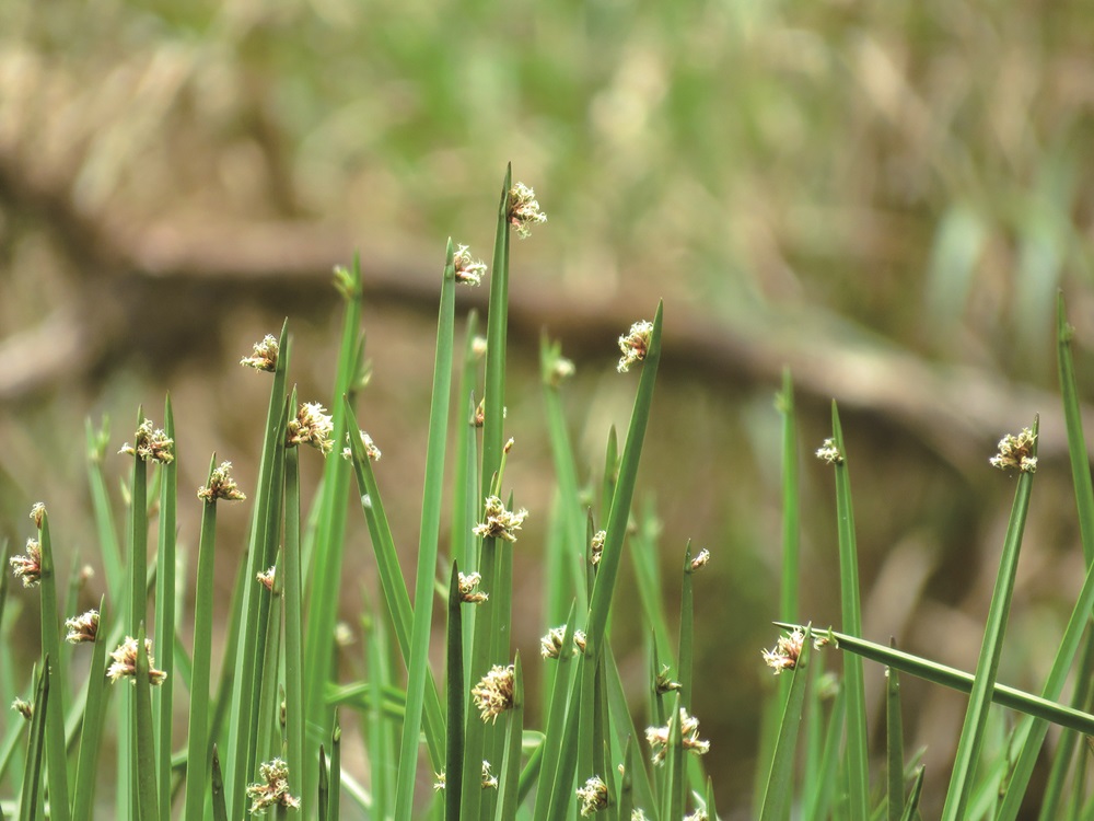 ｜於挺立的草莖開出小巧花序的疏桿水毛花／陳子英 提供