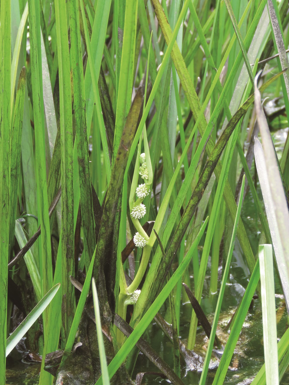 ｜於湖面上蜿蜒出美妙曲線的東亞黑三稜花序／陳子英 提供