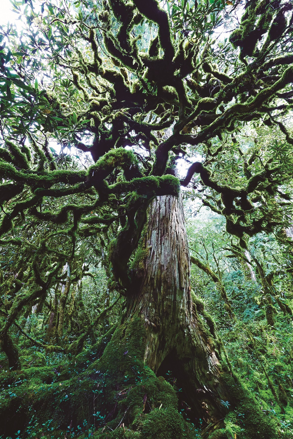 ｜臺灣扁柏與臺灣原生杜鵑相依共生／張智銘 攝