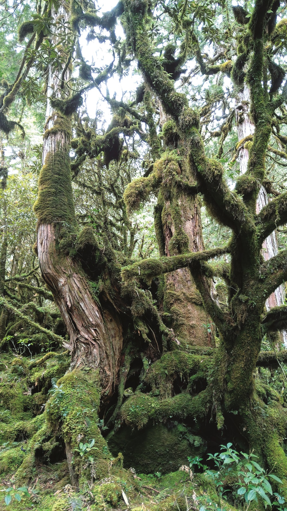 ｜被附生植物緊緊包覆的臺灣扁柏／陳子英 提供