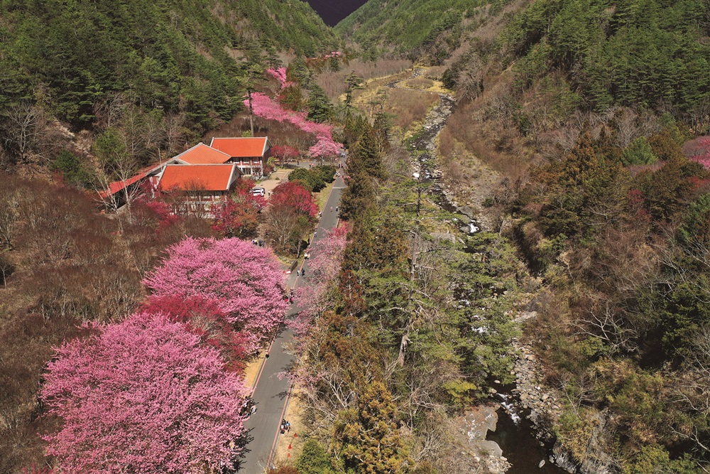 ｜七家灣溪旁盛開的櫻花 / 陳應欽 攝