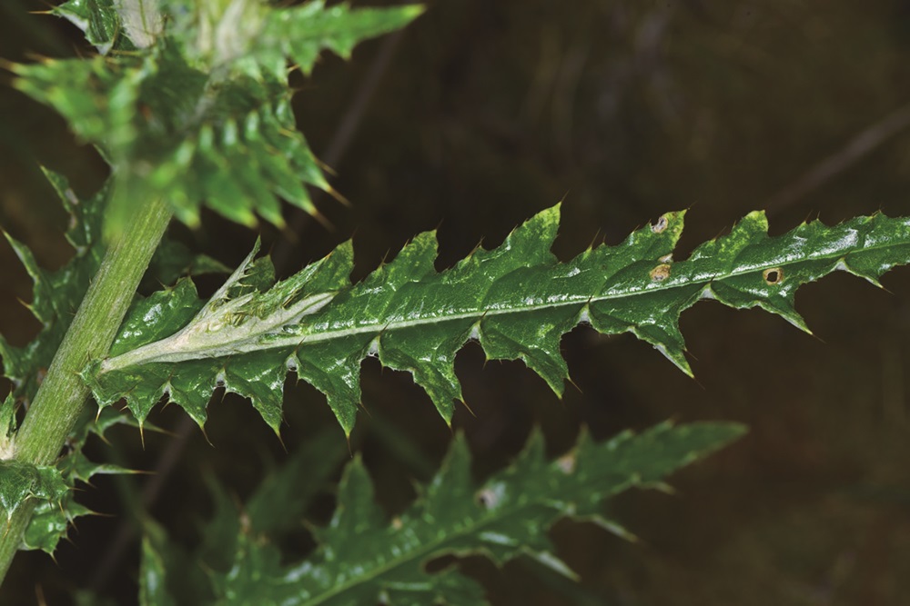 ｜臺灣薊的發現，使世界又增添一名被紀錄在冊的成員／張之毅 攝