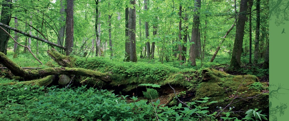 ｜這片受到嚴格保護的森林，充斥著原始的生命力