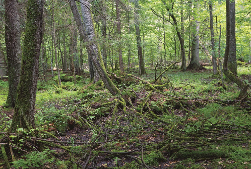 ｜原始的森林中，樹根能夠自由生長