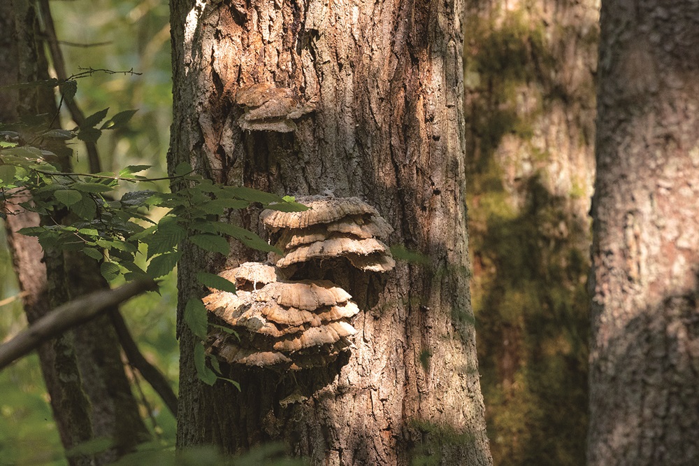 ｜生長在樹木上的硫磺菌