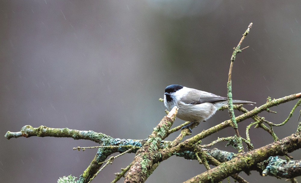 ｜於林中啁啾不已的沼澤山雀