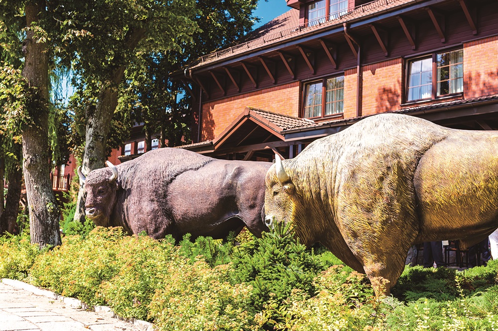 ｜歐洲野牛是當地的精神象徵，旅宿業也特別建置其塑像