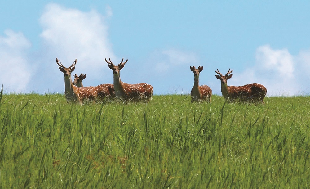 鹿境循跡躍山林
