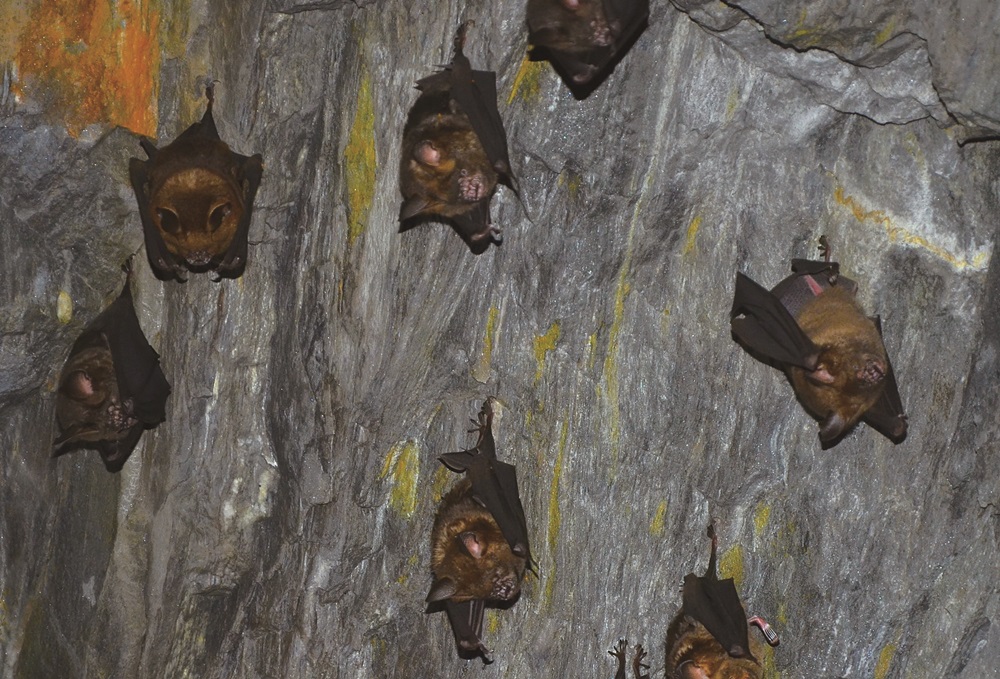 與天祥有約系列活動—天祥蝠寶