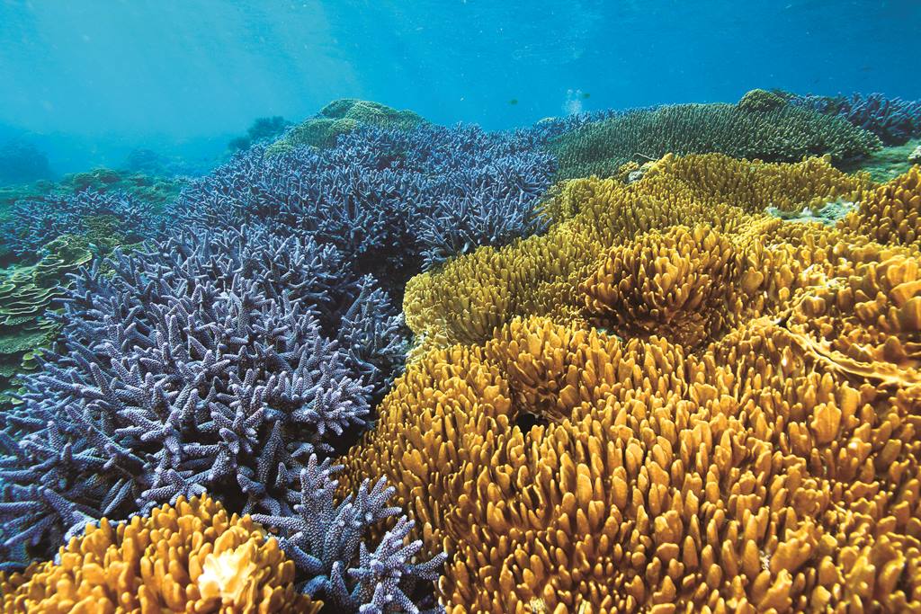 ｜澎湖南方四島海域的珊瑚礁群／海管處 提供