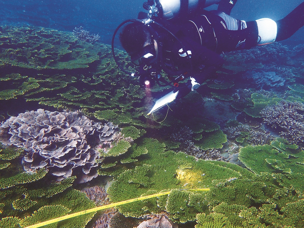 ｜珊瑚礁總體檢調查／海管處 提供
