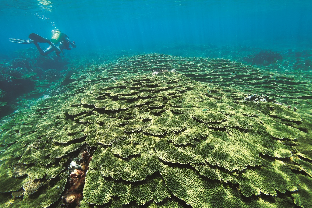 ｜研究人員記錄珊瑚礁底層（含大珊瑚、軟珊瑚、大型藻類等），以及經濟性魚類、無脊椎，與環境狀態／海管處 提供