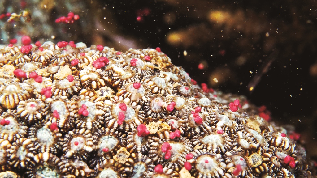 ｜珊瑚產卵會釋出無數紅粉色的精卵束，將海底妝點如星空／國立海洋生物博物館 提供