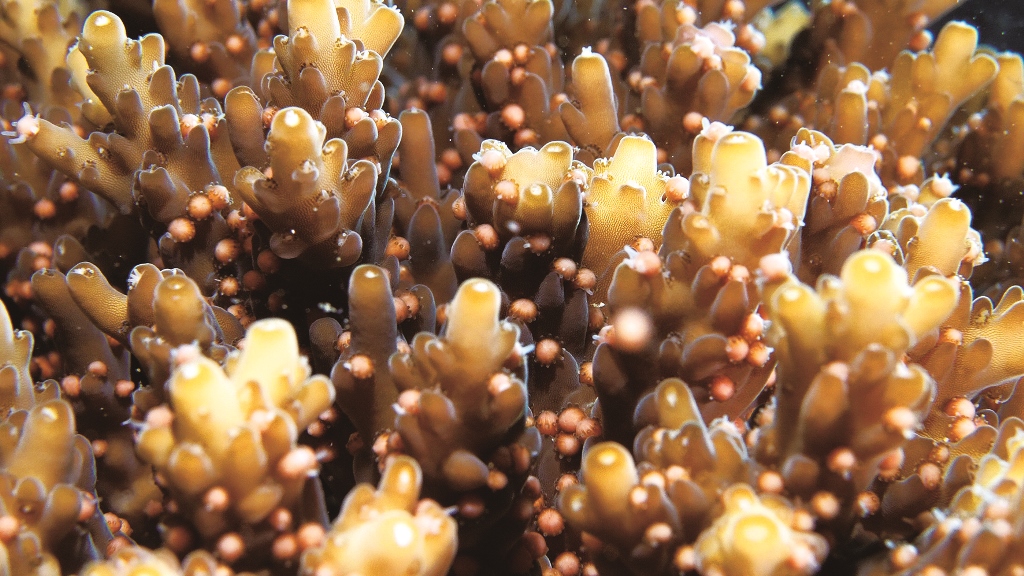 ｜珊瑚產卵特寫／國立海洋生物博物館 提供