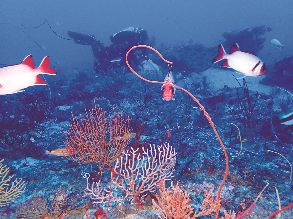 ｜｜潛至海面下30 公尺以後，就能看見水中事物穿上一層藍色的衣裳／國立海洋生物博物館 提供