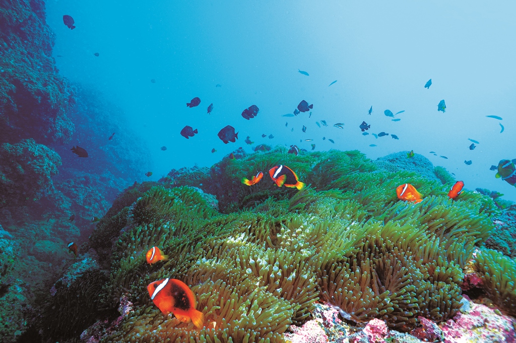 ｜墾丁國家公園珊瑚礁魚群／黃興倬 攝
