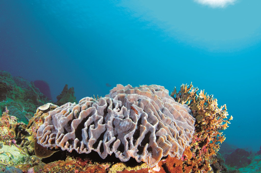 ｜位於墾丁國家公園內，形狀宛若迷宮的萵苣梳狀珊瑚／墾管處 提供