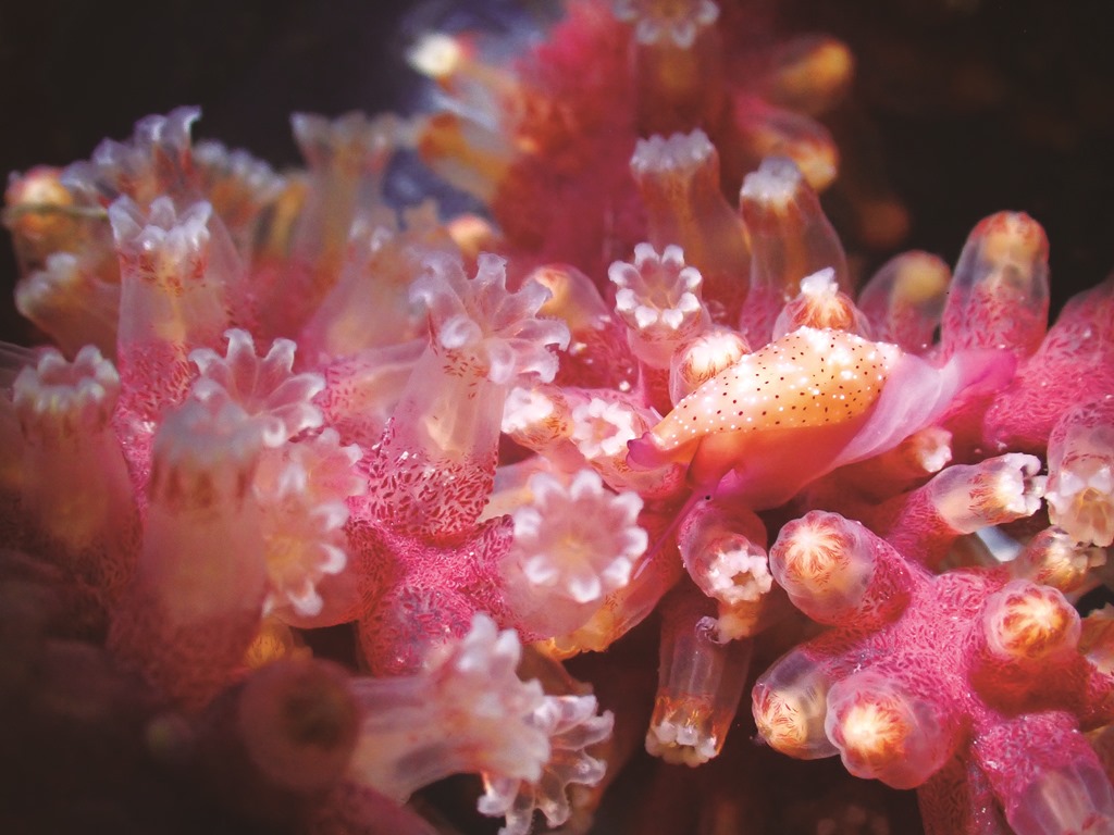 ｜金門潮間帶擁有多樣性的生物，圖為海兔螺與柳珊瑚／洪清漳 攝