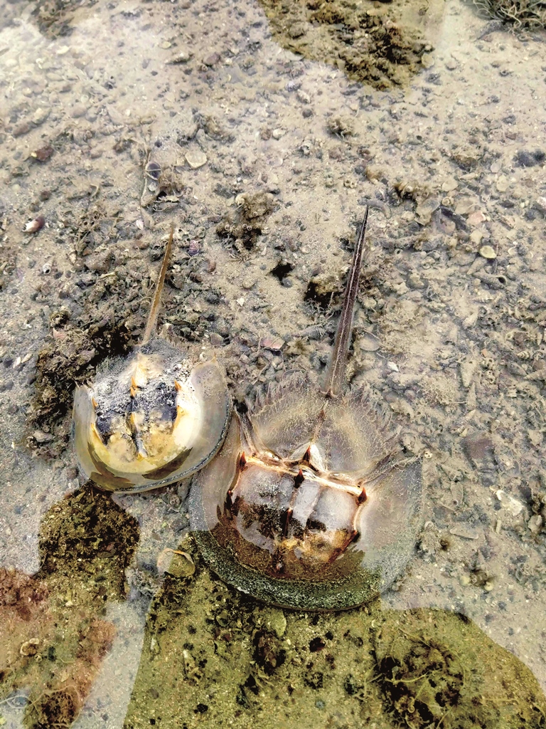 ｜由國際自然保育聯盟列為瀕危物種的三棘鱟／楊明哲 攝