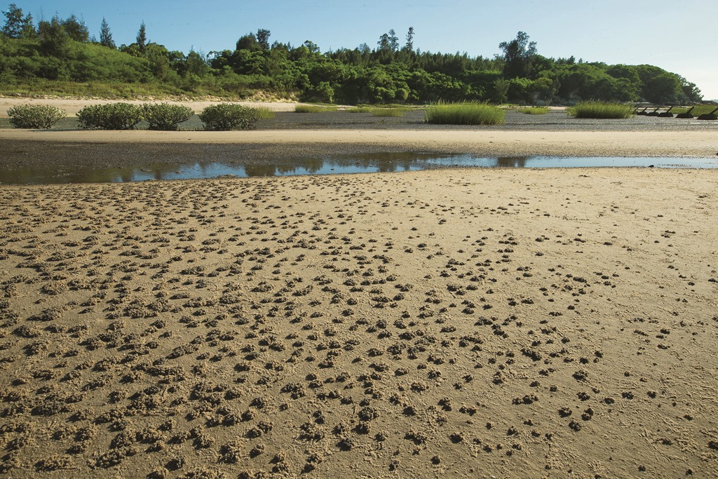 ｜鱟的棲地環境／廖東坤 攝