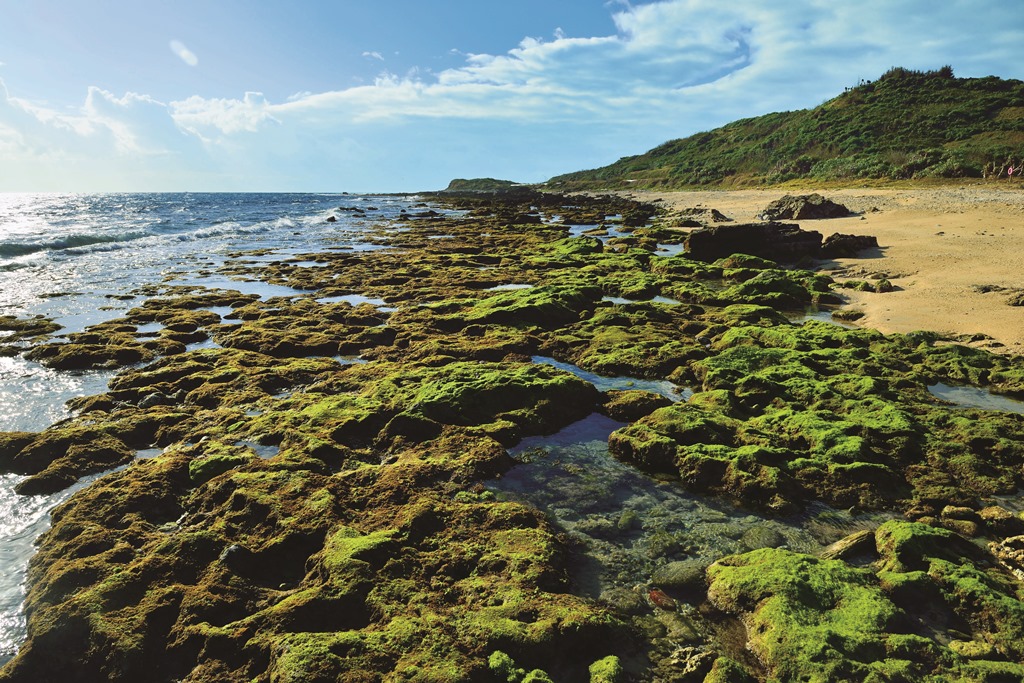 大光社區潮間帶有許多終年有水的潮池，孕育出多元的海洋生命／陳忠能 攝