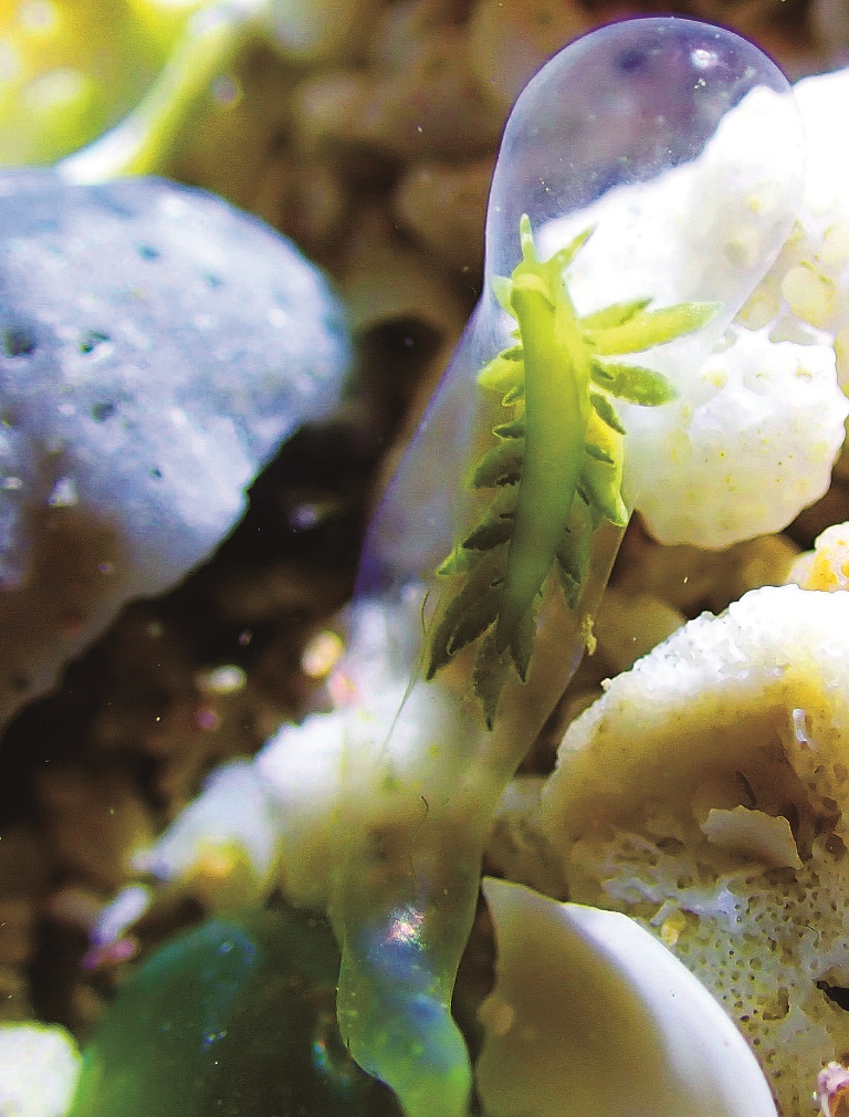 附著香蕉藻維生的「肯果柱狀海天牛」／陳忠能 攝