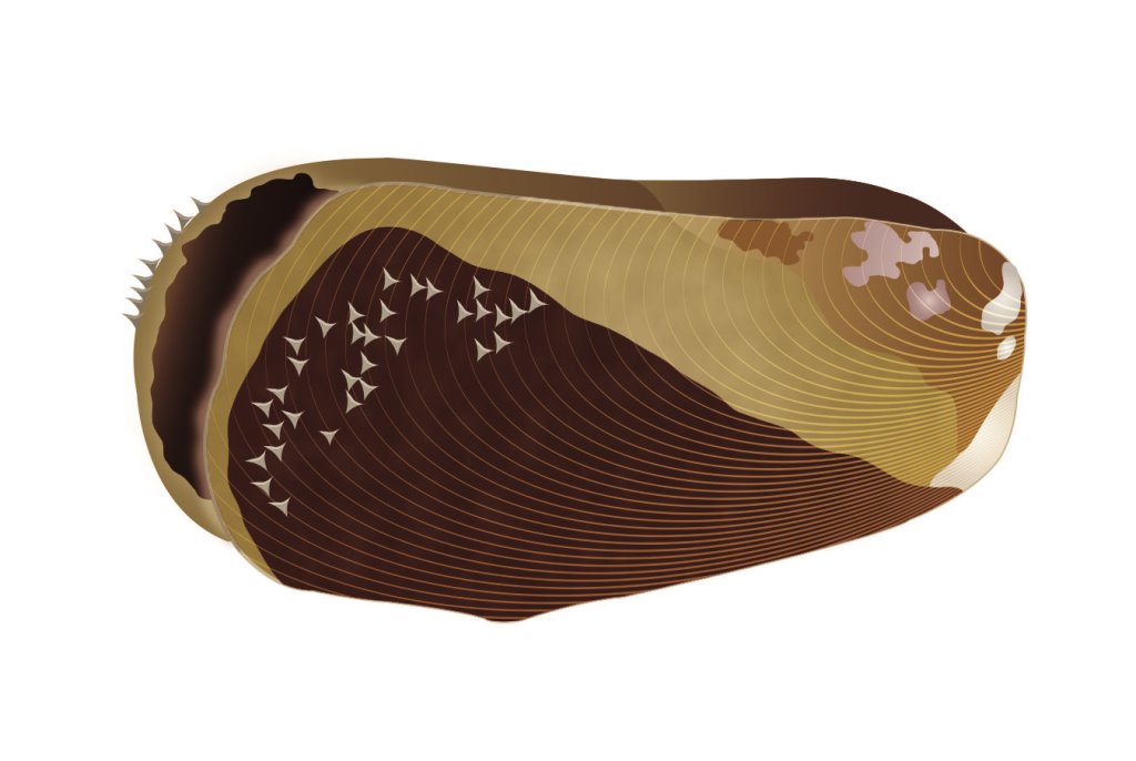 雲雀殼菜蛤（俗稱毛用）