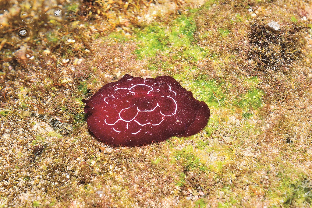 福斯卡側鰓海蛞蝓