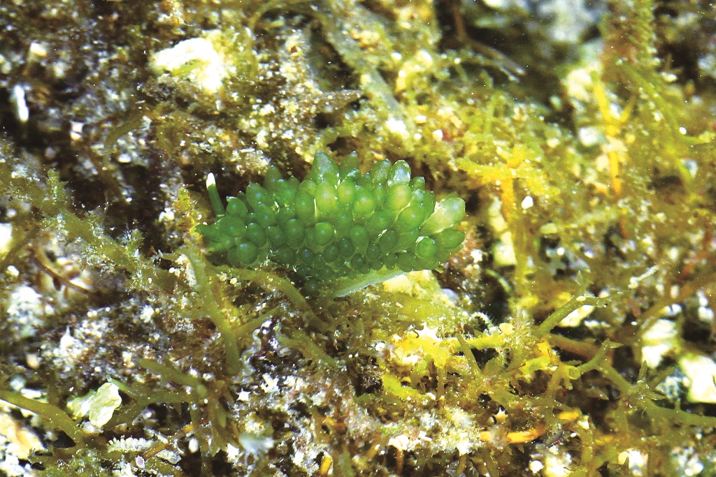 翠綠柱狀海天牛