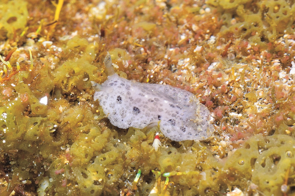 枝狀海綿盤海蛞蝓