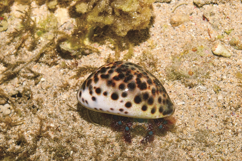 線斑真寄居蟹使用黑星寶螺