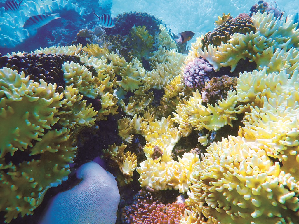 在全球暖化威脅下，墾丁珊瑚出現白化危機，是值得關注的環境警訊，圖為2021年8月於墾丁國家公園海域拍攝／陳忠能 攝