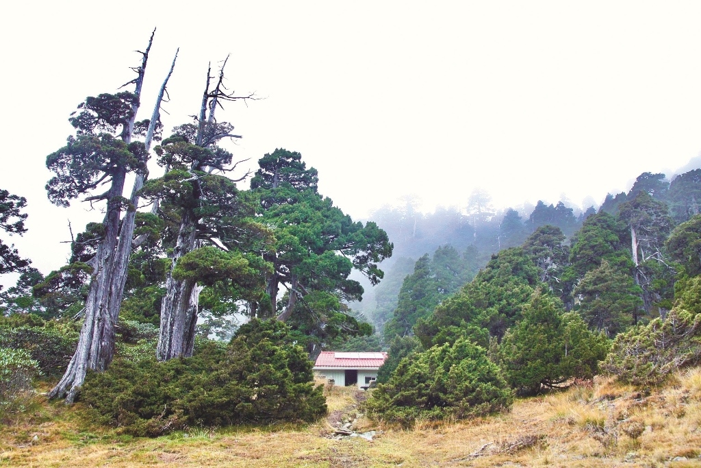 玉山圓柏與翠池山屋／郭鳳嬌 攝