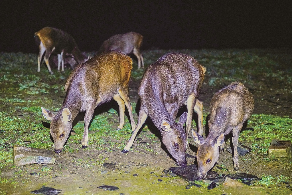 ｜大水窟山屋旁的臺灣水鹿／郭弘志 攝