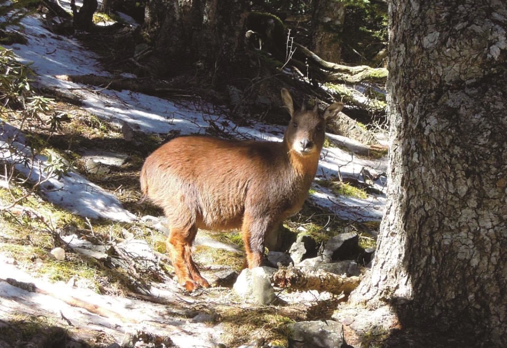 雪山圈谷中的臺灣野山羊／吳峻德 攝