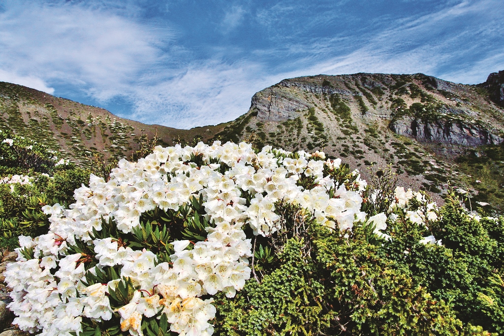 於雪山圈谷盛開的玉山杜鵑／郭鳳嬌 攝
