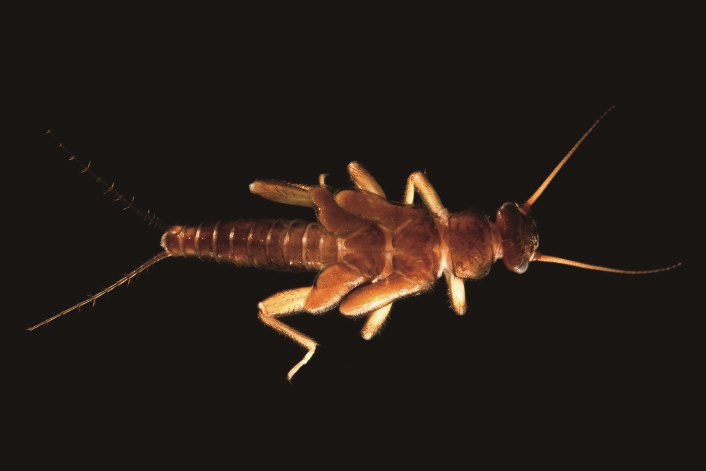 黃石蠅／楊正雄 攝