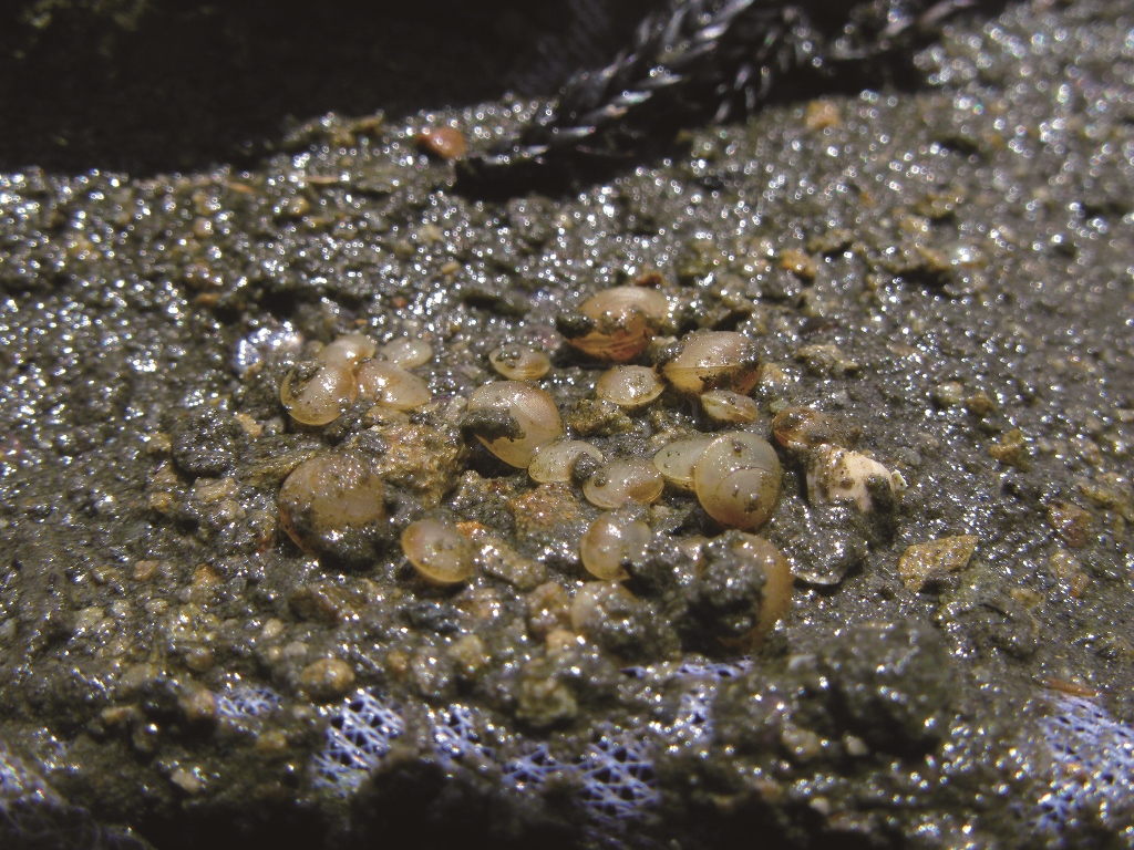 ｜翠池邊經過篩網處理後的碗豆蜆群粒粒晶瑩／楊正雄 攝