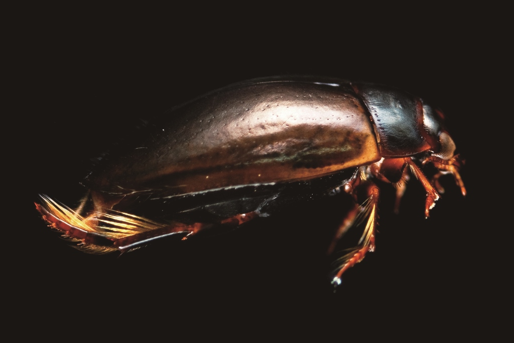 臺灣豆龍蝨／楊正雄 攝